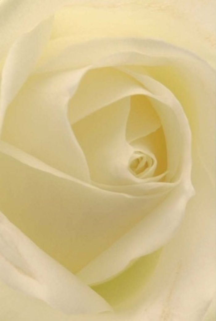 Seen from a thoughtful perspective, this classic white rose opens in gentle spirals, reflecting the understated elegance found amid Crayford's cherished parks and riverside walks. The interplay of creamy whites and soft shadows creates a soothing, layered composition, illuminated by natural light reminiscent of a calm afternoon near Crayford's historic landmarks. Every petal is both delicate and resilient, their arrangement emanating tranquillity and offering a sense of steadfast purity. Local florists, intimately familiar with Crayford's community spirit, might select such a rose for romantic gestures, apologies, or to centre sophisticated celebrations around town. The spiraled core represents not just floral perfection, but also endurance and quiet strength. The image seems to radiate a fresh, clean fragrance-calm, serene, and always appropriate-mirroring the gentle warmth that characterises gatherings and commemorations hosted within Crayford's welcoming neighbourhoods.